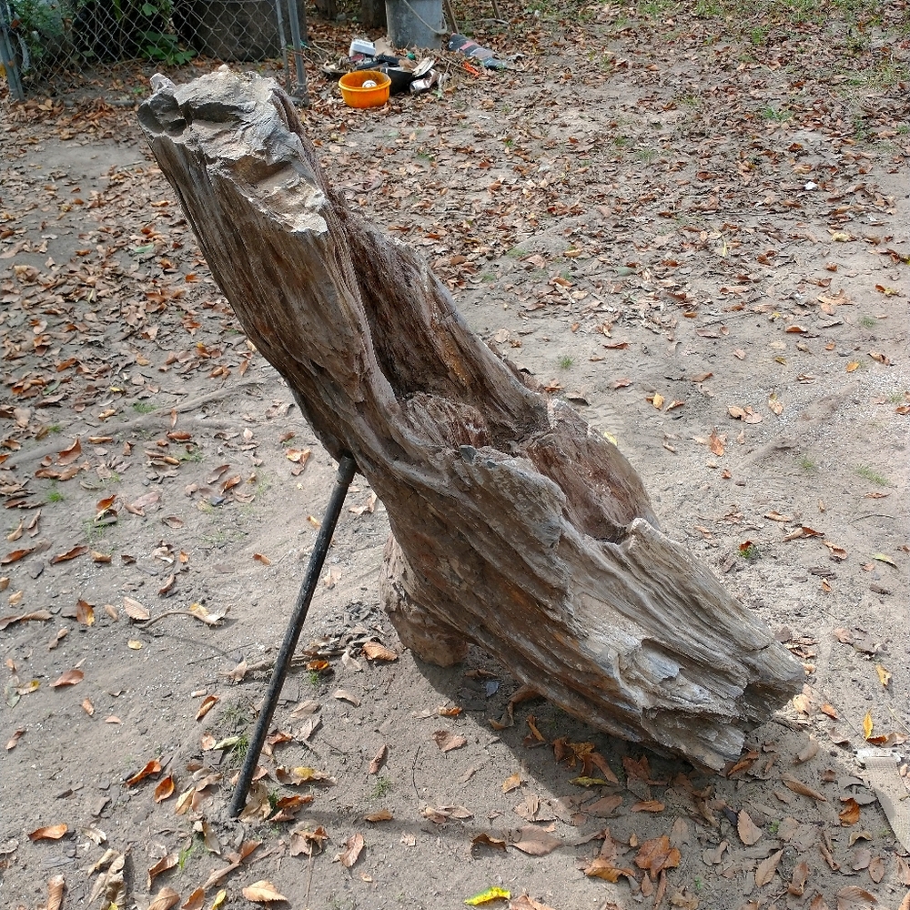 Large petrified log with lots of character
